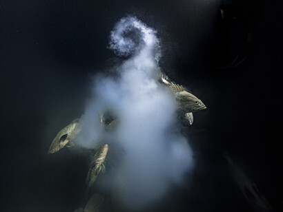 © Laurent Ballesta, Wildlife Photographer of the Year