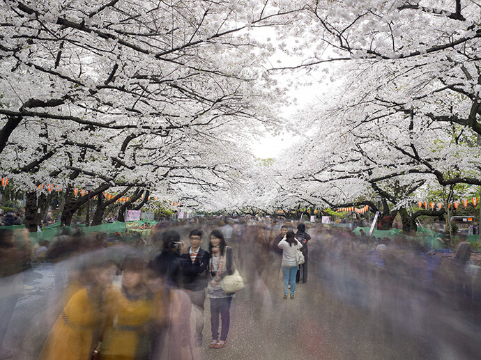 Matthew Pillsbury, Hanami #1 Ueno Park, Wednesday April 2nd, 2014, Tokyo, 2014, Archival pigment print, courtesy of the artist and Benrubi Gallery