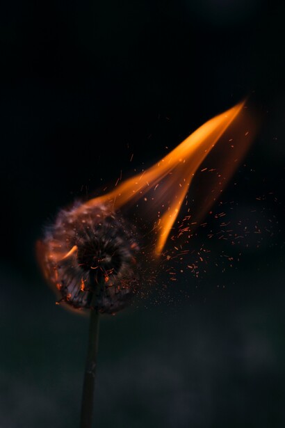 Fiore in fiamme. In questo tempo oscuro, avanza anche l’inverno del politicamente corretto, della riduzione di ogni complessità a schematismi semplici, binari, della demonizzazione/rimozione di ciò che non appare conforme al pensiero dominante