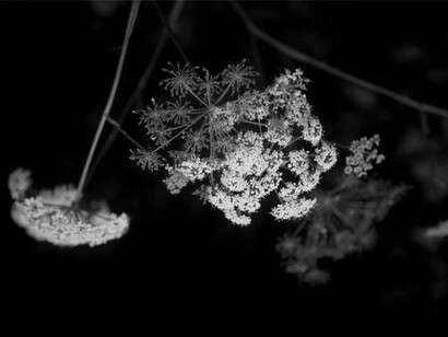 Corpicrudi, Sinfonia in Nero (2014),
Stampa fotografica su carta cotone, 10 x 15 cm,
Courtesy: Traffic Gallery (BG)