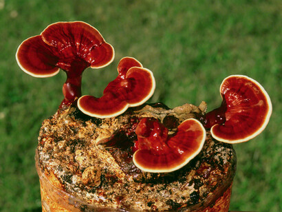 Reishi (Ganoderma lucidum)