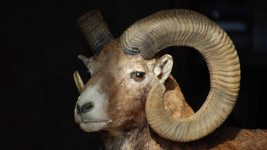 Il muflone sardo considerato alieno e invasivo nell'Arcipelago Toscano