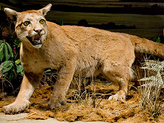 Mammal Hall. Courtesy of Royal Tyrrell Museum