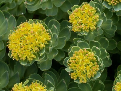 Rhodiola (Rhodiola rosea)