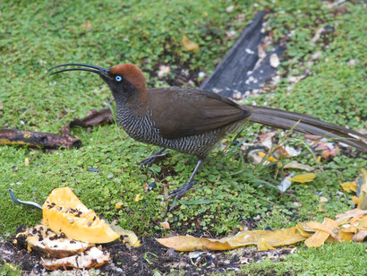 Brown Sicklebill, Kumul Lodge Brown Sicklebill, Kumul Lodge © Phil Gregory