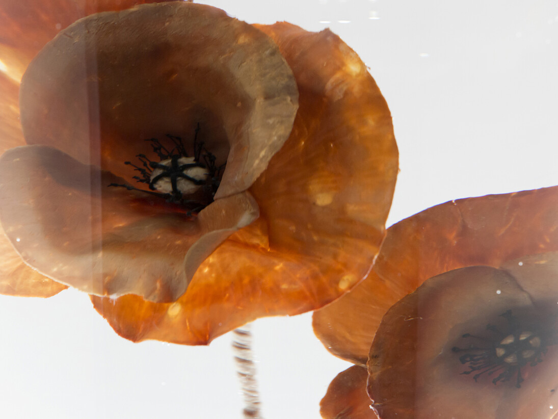 All images: Paddy Hartley, Papaver Rhoeas, 2015 © Courtesy of Paddy Hartley