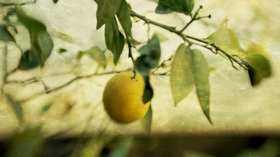 Wendi Schneider, Lemon, 2018, Pigment ink on vellum over white gold leaf, 15.25 x 10, Edition of 5, $1,500. Courtesy of Panopticon Gallery