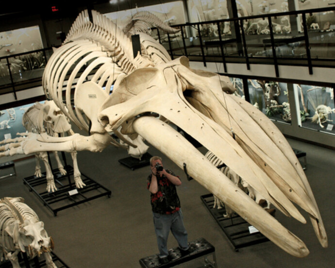 Museum Environment. Courtesy of Museum of Osteology