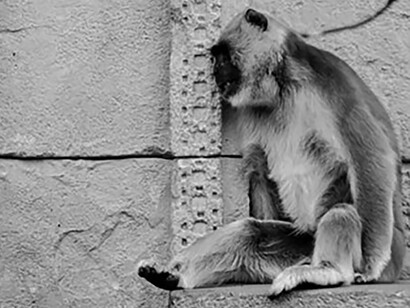 L’Hanuman langur spesso vive in aree urbane, dove per il fatto che si tratta di una scimmia sacra non può essere catturata o uccisa