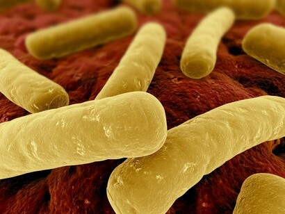 Microbiota, flora batterica intestinale