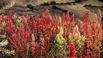 La quinua, considerada un superalimento, ha sido parte esencial de la dieta de los peruanos desde tiempos ancestrales. Cachora, Apurímac, Peru
