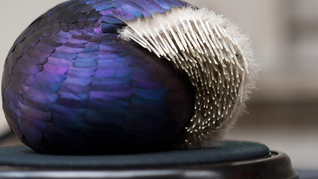 Kate Mccgwire, Shroud, 2013, Mixed media with mallard feathers in antique glass dome (detail) Photo JP Bland © Kate MccGwire