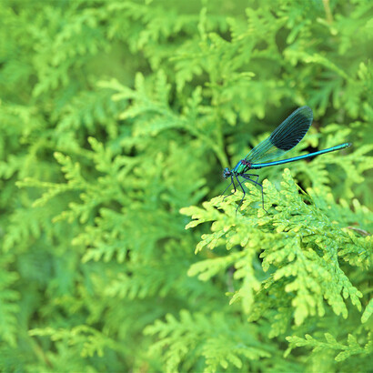 Ignorance of limits causes massive market failures such as climate, food and pandemic crises, as well as the daily loss of biodiversity