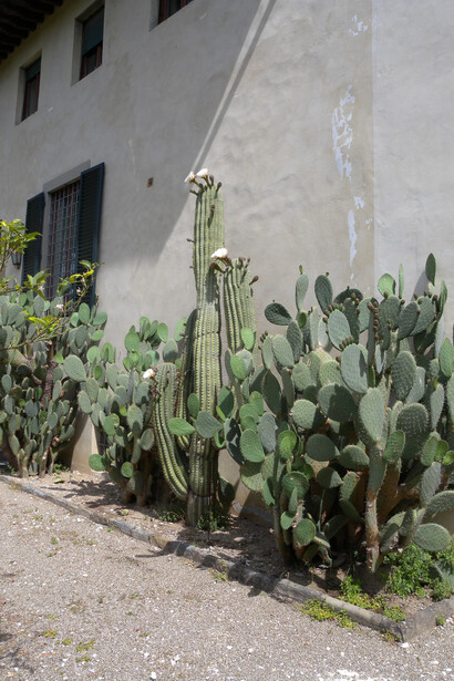 Carnegiea sp. e Opuntia sp.