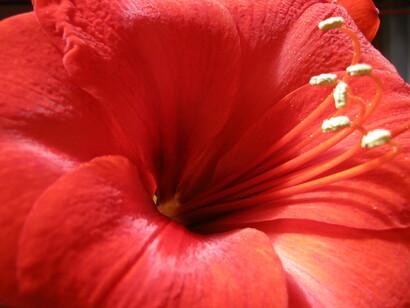 Amaryllis 