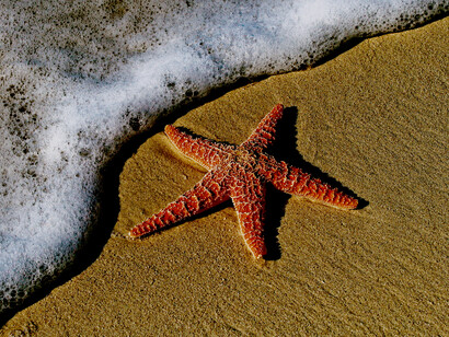 isola di Bunaken: Una magica combinazione di correnti ricche di nutrienti, acque calde e luce tropicale ha consentito il proliferare di miriadi di creature affascinanti e misteriose