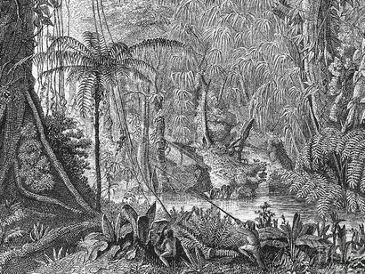 Una de las ilustraciones del libro «The Naturalist on the River Amazons» (1863), de Henry Bates