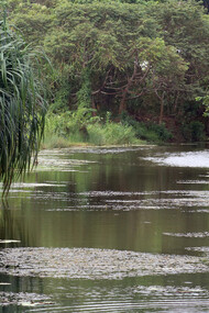 Open water in Diyasaru Wetland attracts cormorants and kingfishers © Gehan de Silva Wijeyeratne