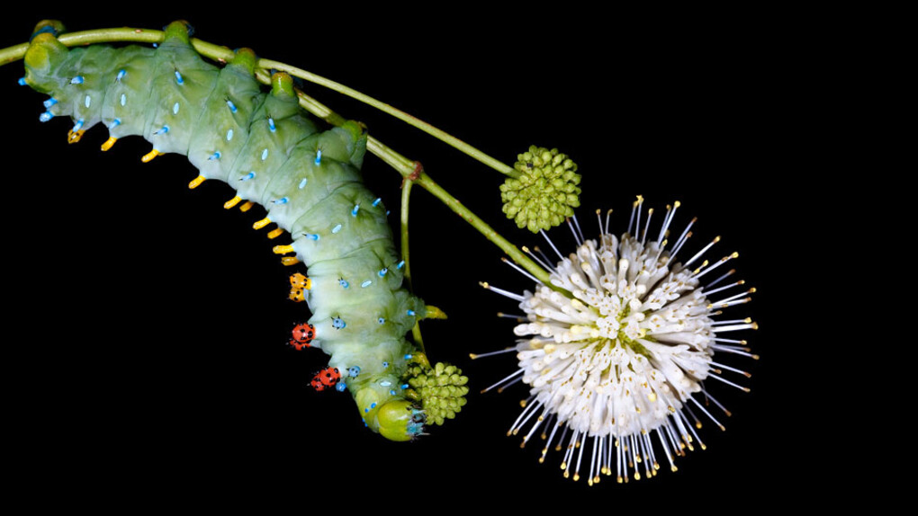 New England Caterpillars. Courtesy of Museum of Science