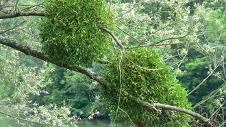 Mistletoe on a tree