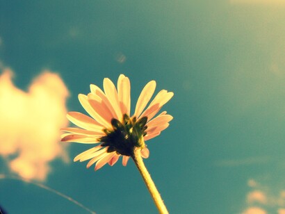 Una flor en el verano