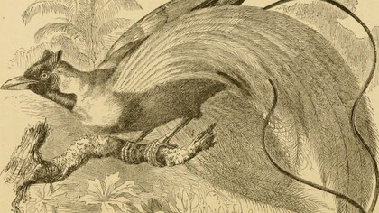 Charles Darwin, 1809-1882, La descendencia del hombre y la selección en relación al sexo, 1871