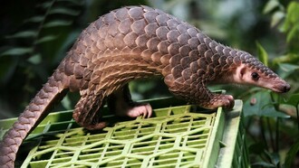 Genetic map of COVID-19 virus reveals it might have come from pangolins but a predecessor originated from bats 