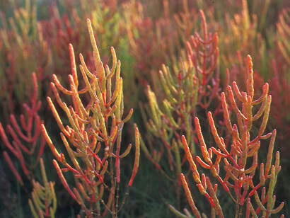 Salicornia (sea asparagus) can thrive in saltwater