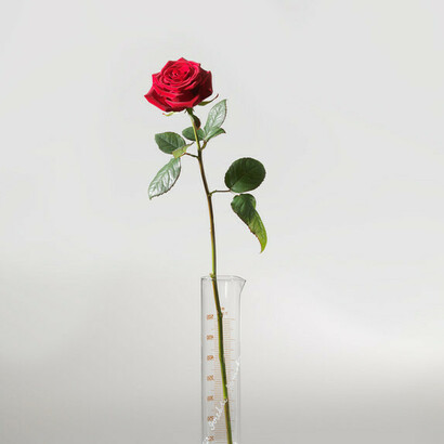 «Rose for Direct Democracy» (1973), Joseph Beuys