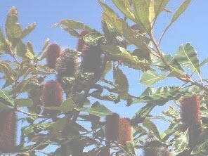 Banksia Robur, è indicato quando si vivono momenti di profonda stanchezza