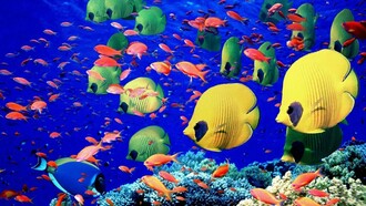 Un mondo di meraviglie