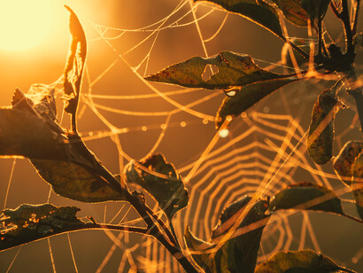 En este sistema de red se encuentra todo, la matemática, la geometría, la vibración, las leyes universales y la conexión invisible