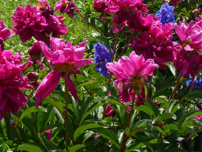Flora Val Pusteria. Foto Simonetta Sandri