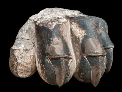 Fragmento de capitel aqueménide con cabeza de león. Periodo aqueménide. Siglo VI-IV a.C. Piedra calcárea negra. 30 x 49 x 30 cm.
Persépolis, Fars, Irán meridional
