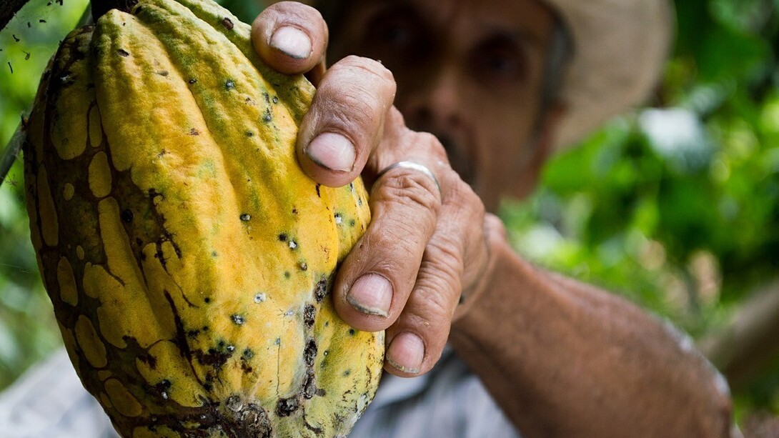 Un agricultor venezolano recogiendo cacao