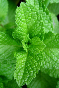 La menta ha proprietà eupeptiche, carminative e leggermente anestetiche