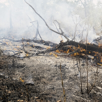 Heatwaves and fires have recently scorched Europe
