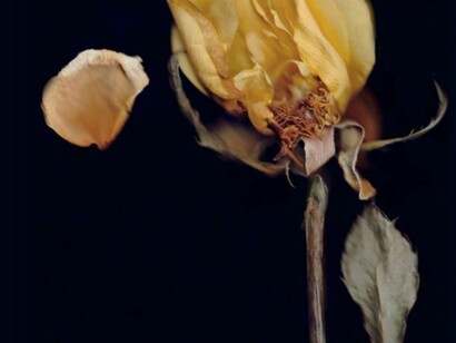 Still life: with Rose  
