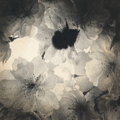 Sarah Gillespie, Sweet Disorder, 2014, Watercolour and Charcoal on 638gsm Saunders Waterford Paper, 14 x 13.5 inches (35.5 x 34.5 cm)
