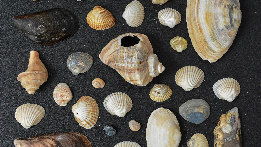 La questione delle categorie