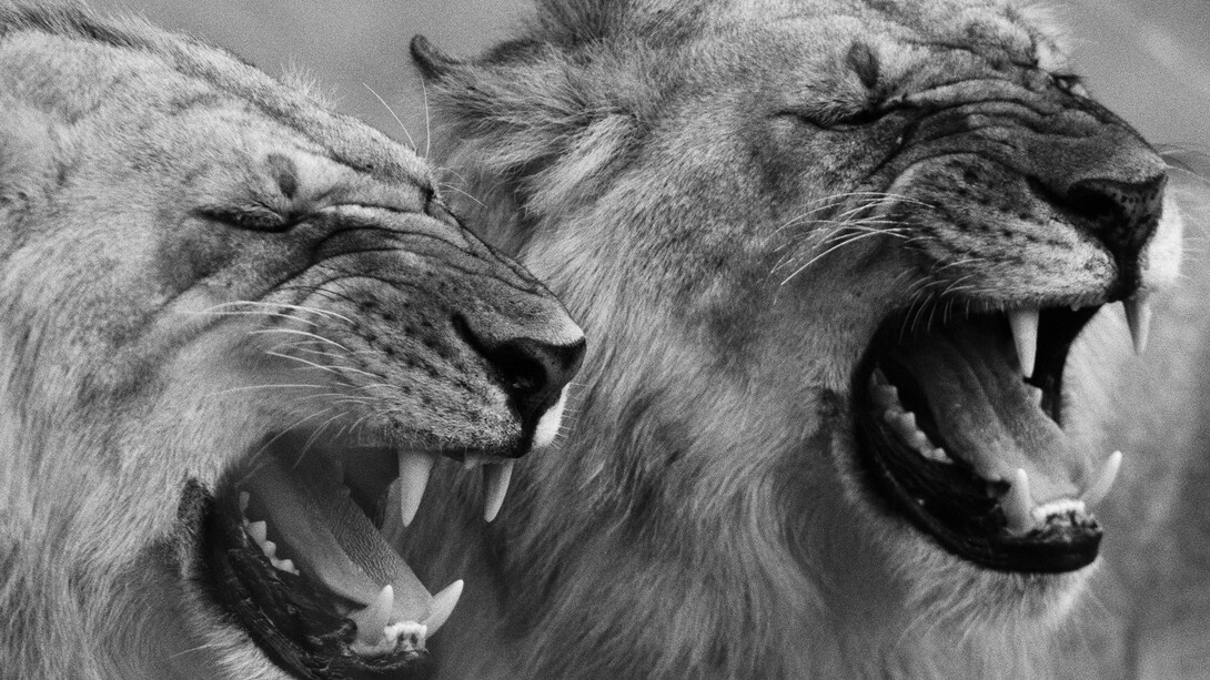 Two young marauding males flehmen responding (the action of testing females’ estrus cycles using the Jacobson’s Organ). Masai Mara National Reserve, Kenya