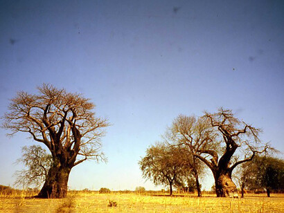 Chobe National Park, baobab