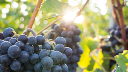 I vigneti
