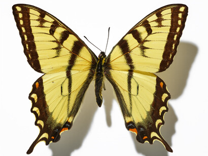 Nature in brilliant colour, exhibition photo. Courtesy of ROM