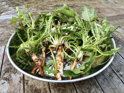 Erbe spontanee edibili