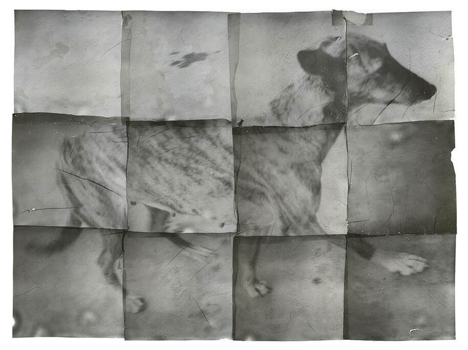 Zhang Xiao,
The Dog in My Cousin’s Home,
2014,
Instant film on paper,
26 x 35 cm
