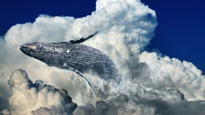 Le femmine di orca vanno in menopausa e possono dedicarsi ai nipoti