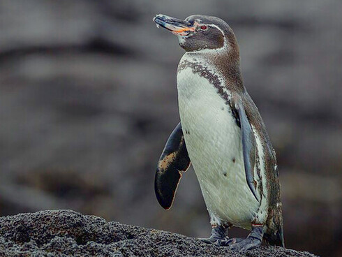 Pingüino, Islas Galápagos, Ecuador