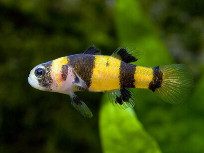 Brachygobius