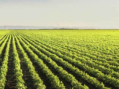 Agricoltura e zootecnia emettono il 25-30% dei gas serra